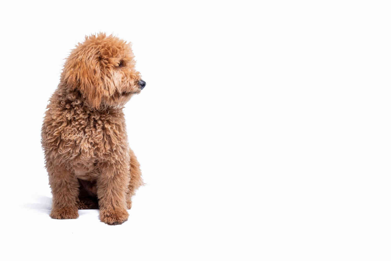 Goldendoodles as Therapy Dogs: Can They Help Alleviate Symptoms of Depression?